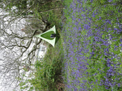 Single Cacoon - Leaf Green